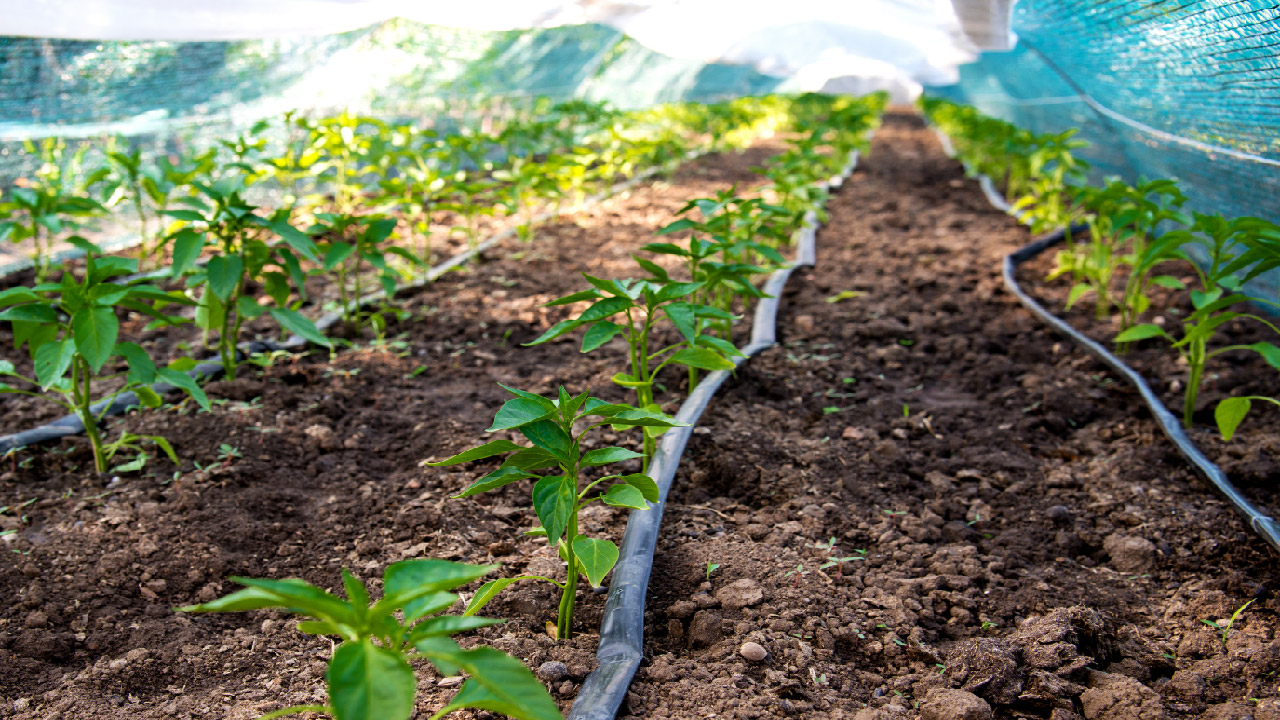 Agricultural irrigation field