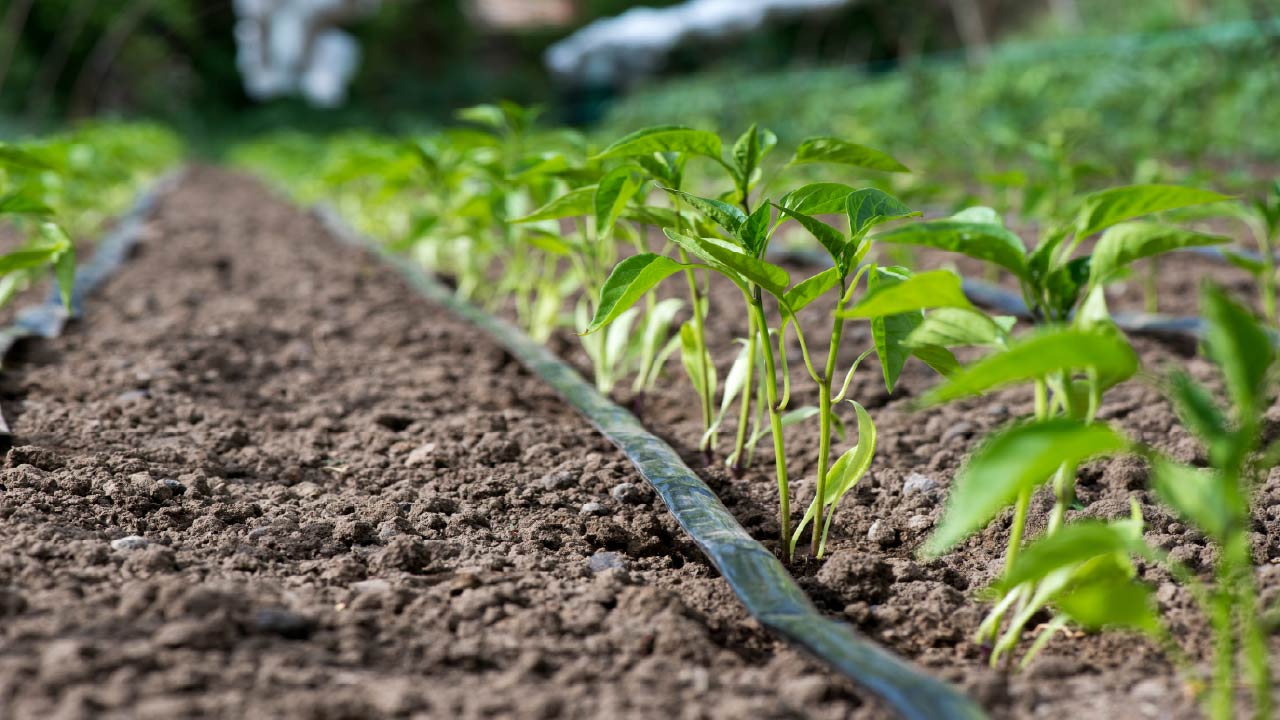 Agricultural irrigation field