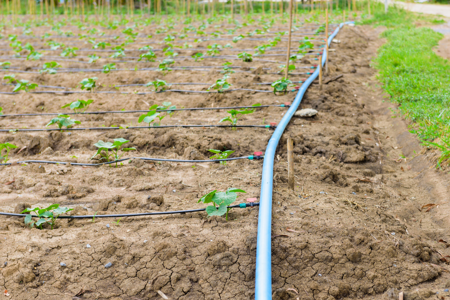 Drip irrigation system in farm
