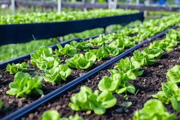Healthy agricultural crops