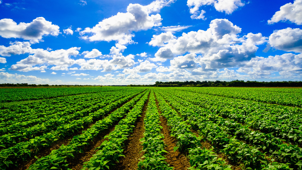 Agricultural irrigation system